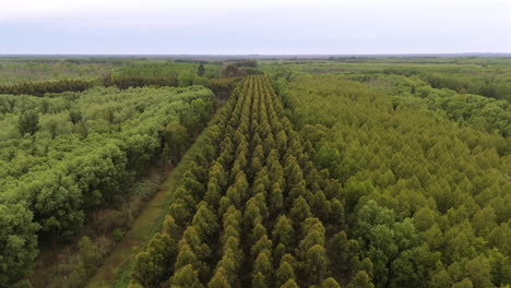 aligned rows of eucalyptus grandis trees grow in paraná delta wetlands, forming a commercial forestry zone for wood and pulp production in humid lowlands, drone slow motion frontal shot