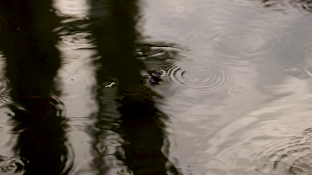 Turtle and fish create ripples in water
