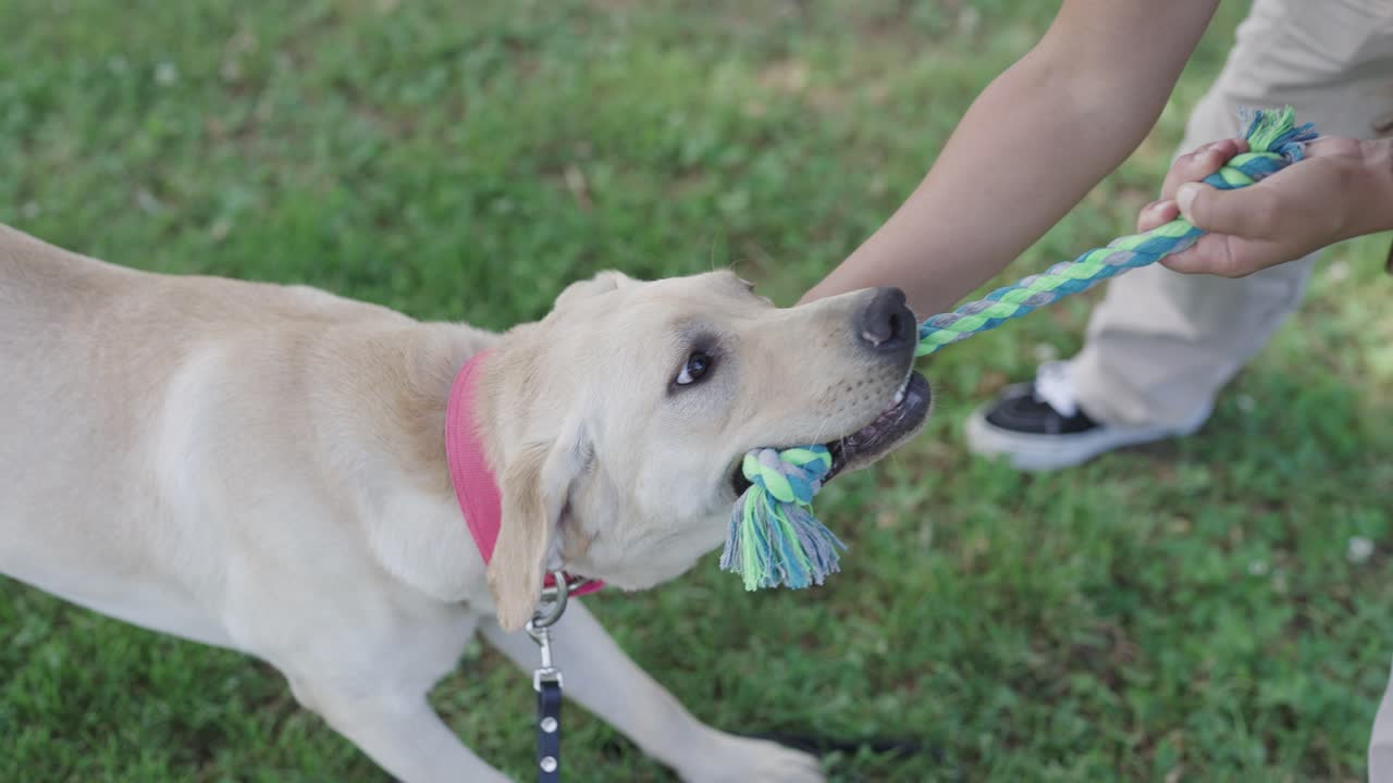 labrador retriever blanco jugando al tira y afloja con su dueño en 4k en cámara lenta