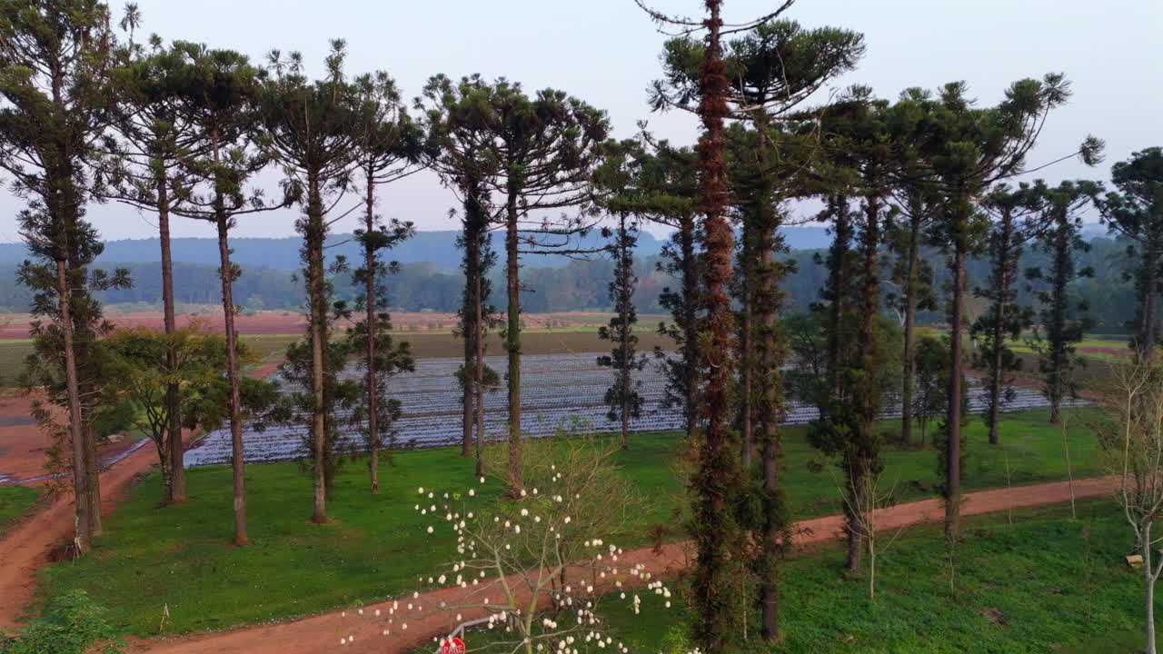 Aerial establishing of Araucaria forests in South America, tall trees and natural ecosystems along edge of nursery fields