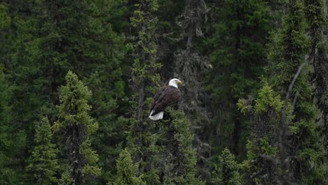 American-Bald-Eagle-standing-on-a-branch-in-a-forest-of-Banff-National-Park,-Canada