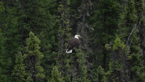 american bald eagle standing on a branch in a forest of banff national park, canada