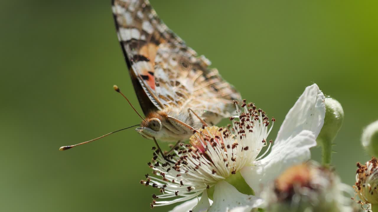 Farfalla arancione, bianca e nera che raccoglie il polline di un fiore, scatto macro. Giornata estiva soleggiata in Svizzera