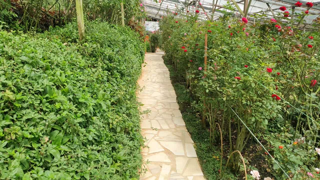 카메론 하이랜드 말레이시아의 아름다운 꽃과 풀