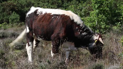 British-Longhorn-grazing-on-lowland-heath-at-Kinver-Edge,-Staffordshire