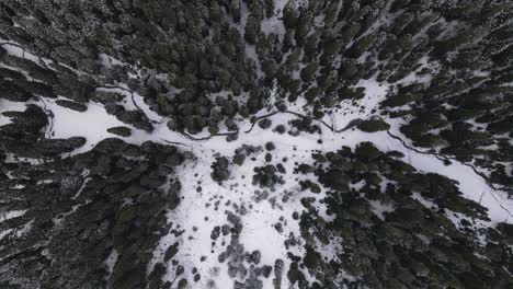 Snow-Forest-Valley