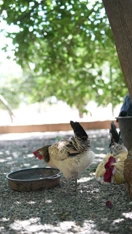 chickens in a farm yard