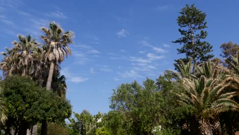 Toma-De-Cámara-Del-Parque-De-La-Ciudad-Española-De-Cádiz-=-Toma-Ancha-Estática-Mirando-Hacia-Un-Grupo-De-árboles