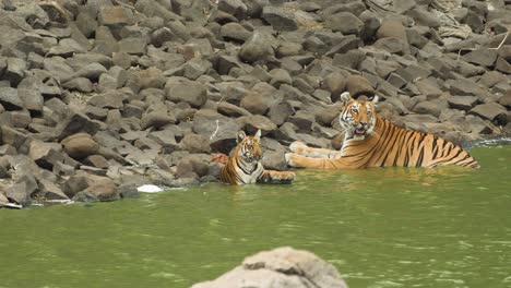 tijgerin toont agressie door haar welp te beschermen als beide koel in het water