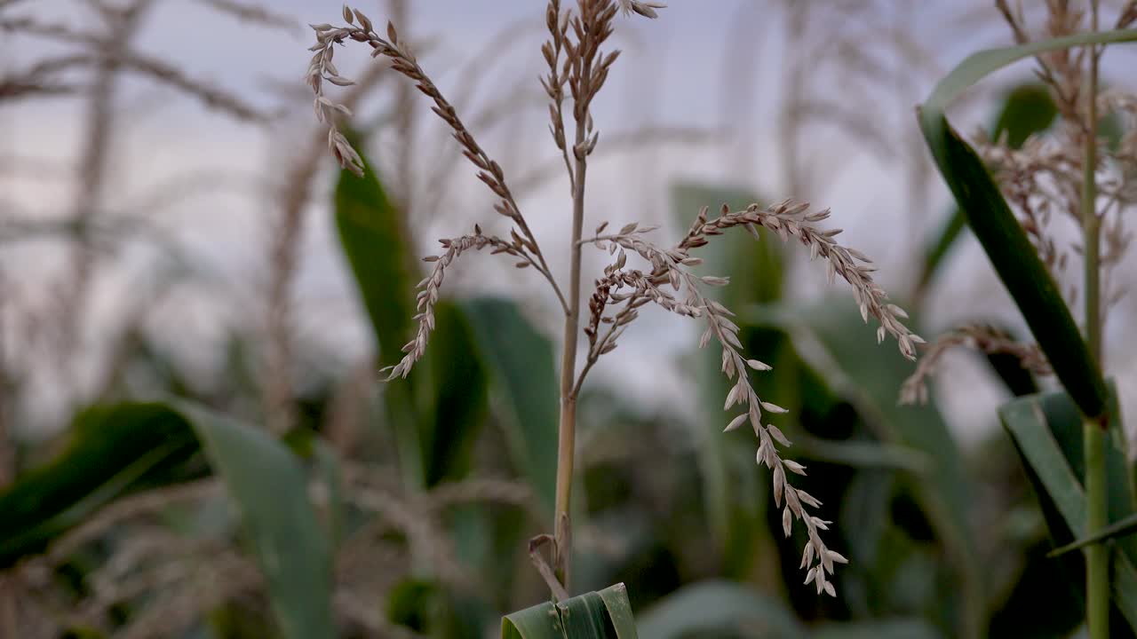Close-up 4k tripod shot of corn tassels swaying in the wind at a field in Seewinkel, Burgenland, Austria. Evening mood with cloudy sky and soft natural light.