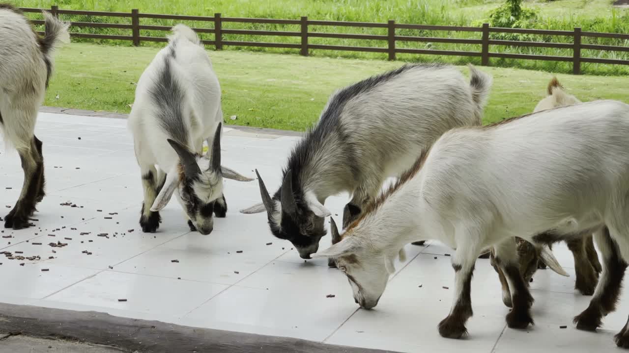 산의 배경을 가진 농장에서 잔디를 먹는 염소.