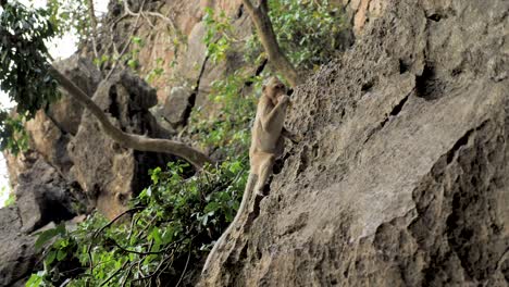 Mono-Salvaje-En-Khao-Chakan---Montaña-De-Los-Monos,-Sakaeo,-Tailandia