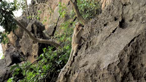wild monkey in Khao Chakan - monkey mountain, sakaeo, Thailand