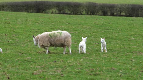 sheep and baby lambs in an empty green field