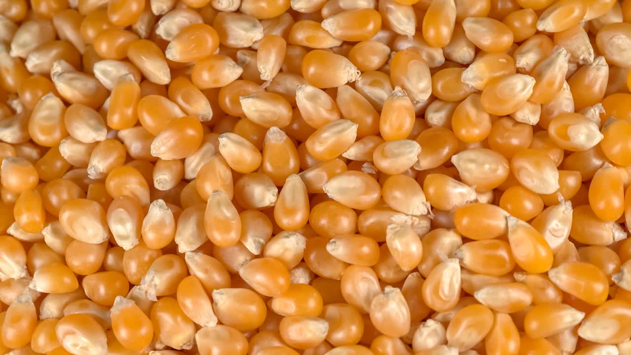 Sfondo di chicchi di mais che ruotano (ingrediente per popcorn) video in loop.