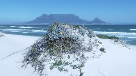 table mountain on a clear day from across table bay in cape town, tilt up from a sand dune