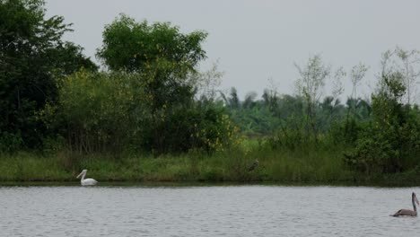 One-in-front-drifts-to-the-right-as-the-other-on-the-edge-takes-advantage-of-the-shade-from-the-trees,-Pelecanus-philippensis,-Thailand