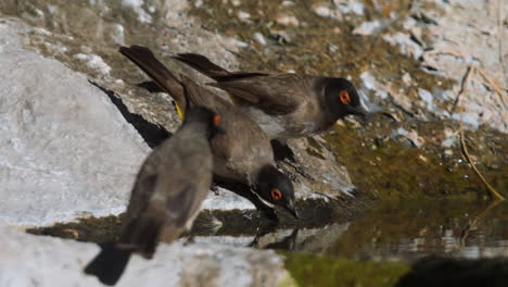 Bulbul-Africano-De-Ojos-Rojos-Junto-A-Un-Pequeño-Charco-En-Una-Grieta-De-Roca