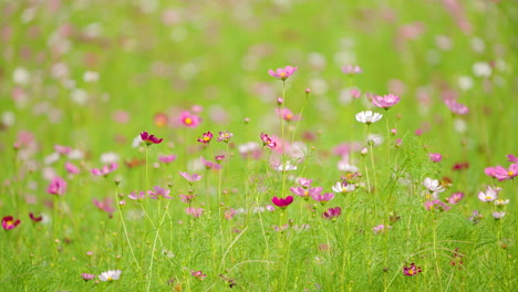 Buntes-Kosmos-Blumenfeld-In-Voller-Blüte-Im-Sommer-In-Westaustralien,-Bokeh-Rosa-Weiß-Rot-Blumenhintergrund