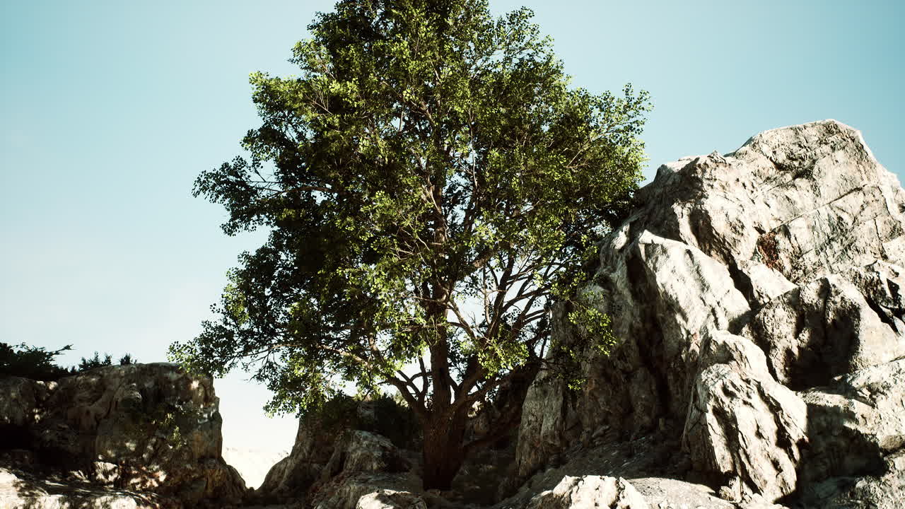 Beautiful mountain sea cliff on seashore with tree