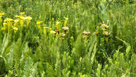 Camera-moves-across-a-field-of-flowers