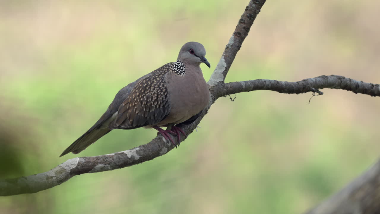 una paloma manchada posada en una rama balanceándose en la brisa