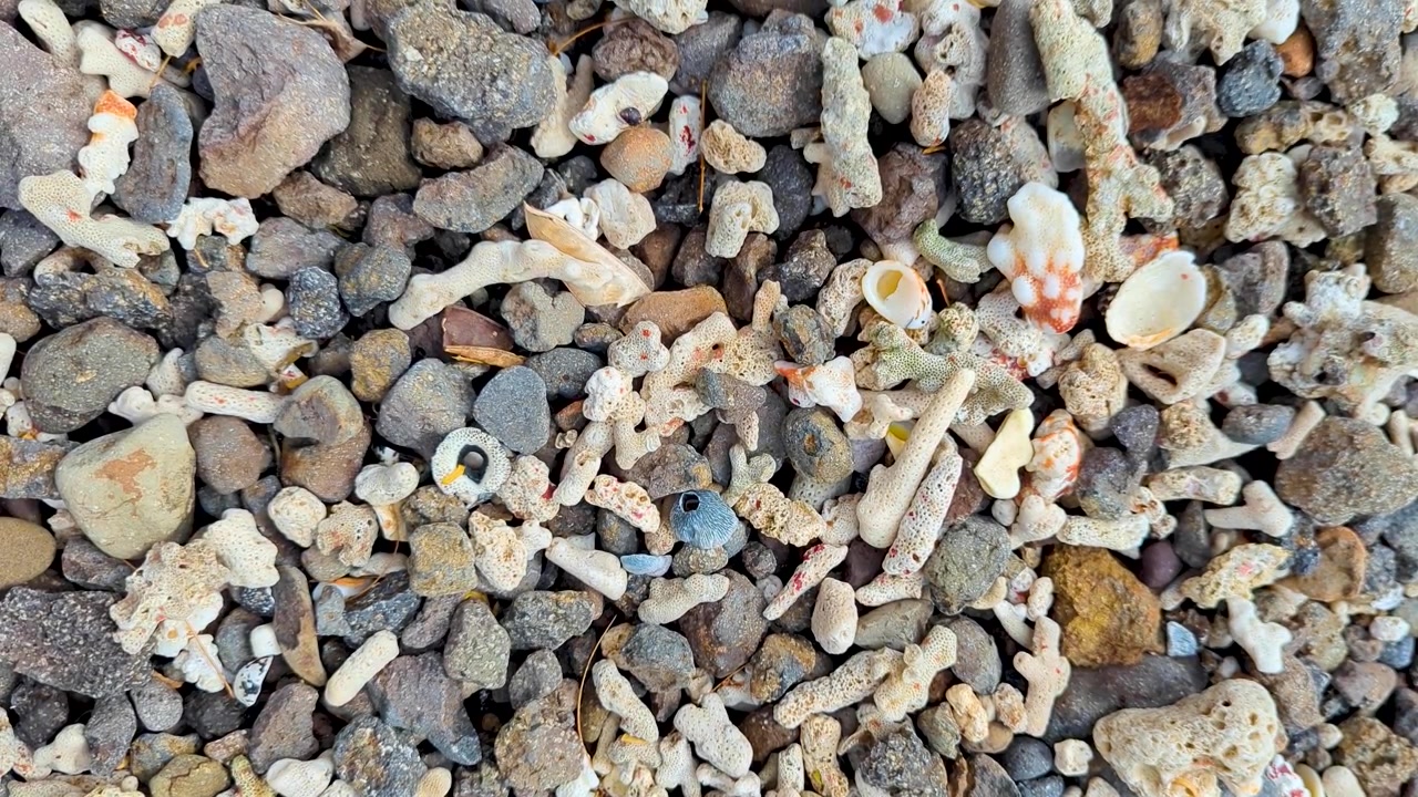 Vista ravvicinata dall'alto di pezzi di barriera corallina morta portati a riva su una spiaggia nelle Fiji, Pacifico meridionale