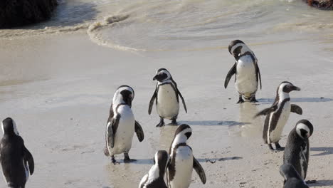 colony of african penguins getting out of water and drying and cleaning themselves in the sand of boulders beach, cape peninsula, south africa