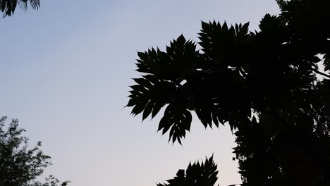 silhouette of trees against a twilight sky