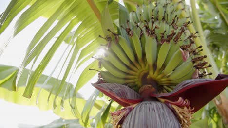 Manojo-De-Fruta-De-Plátano-Verde-Que-Crece-En-Palmera,-Vista-De-Movimiento