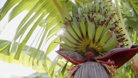 bunch of green banana fruit growing on palm tree, motion view