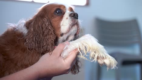 A-long-haired-dog-is-at-a-physiotherapist