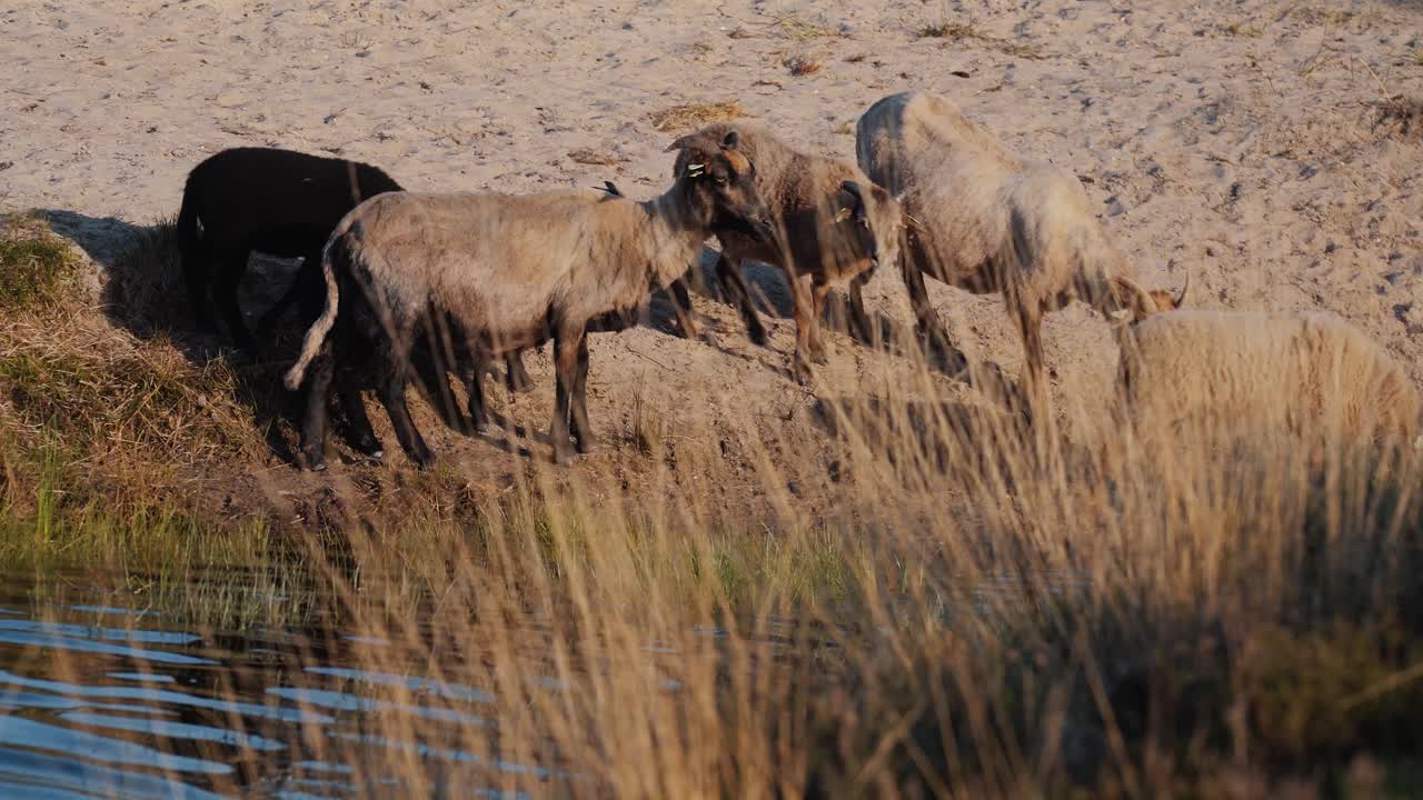 Sheep and goats gather at pond to drink, tracking long shot