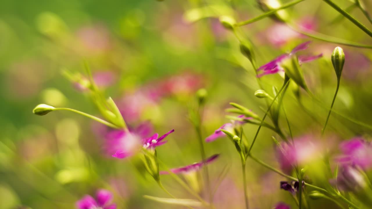 Lapso de tiempo de delicadas flores rojas y rosas girando con poca profundidad de campo