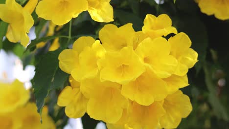 yellow flowers gently swaying in the wind