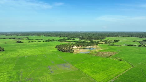 Experience-the-serene-beauty-of-Sri-Lanka's-paddy-fields-from-a-horizon-view,-as-a-drone-gracefully-glides-above,-capturing-the-tranquil-scene-with-birds-soaring-alongside