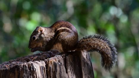 the indochinese ground squirrel is commonly found in thailand just about anywhere it can thrive