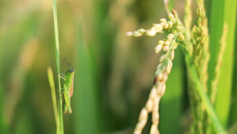 closeup handheld grasshopper or cricket on a rice crop in the field