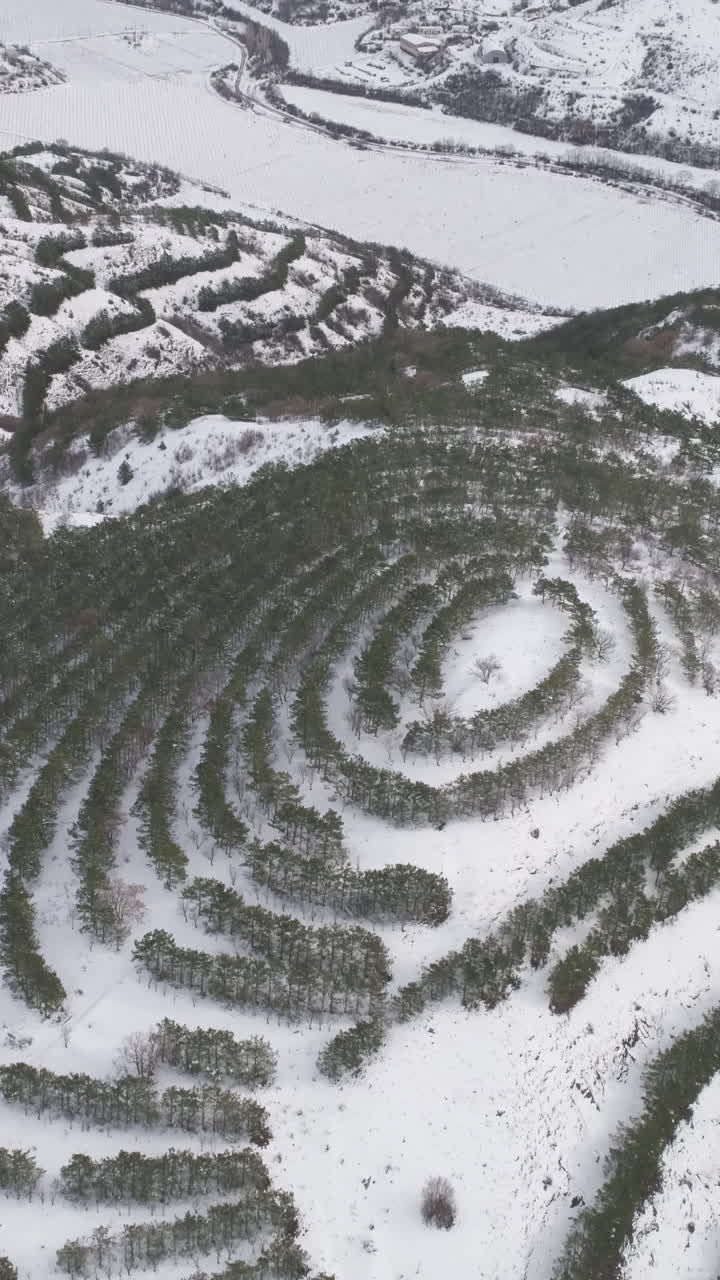 plantación de árboles en espiral en una montaña nevada