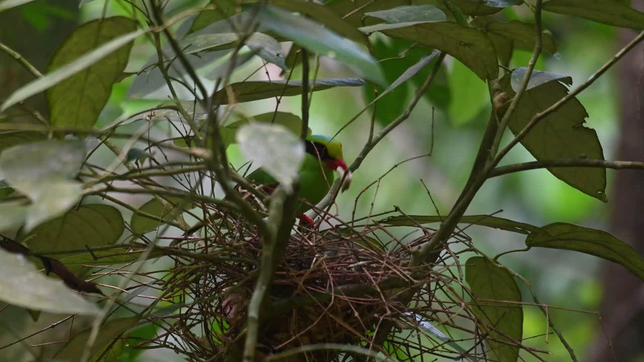 Taking away a fecal sac from one of its nestlings, Common Green Magpie, Cissa chinensis Midnightsonata, Thailand