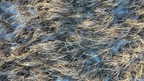 winter field with snow and dry grass