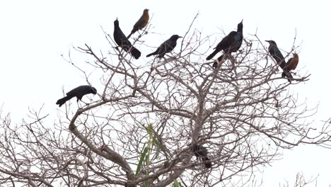 Grackles-Und-Krähen-Auf-Baum,-Die-Wegfliegen