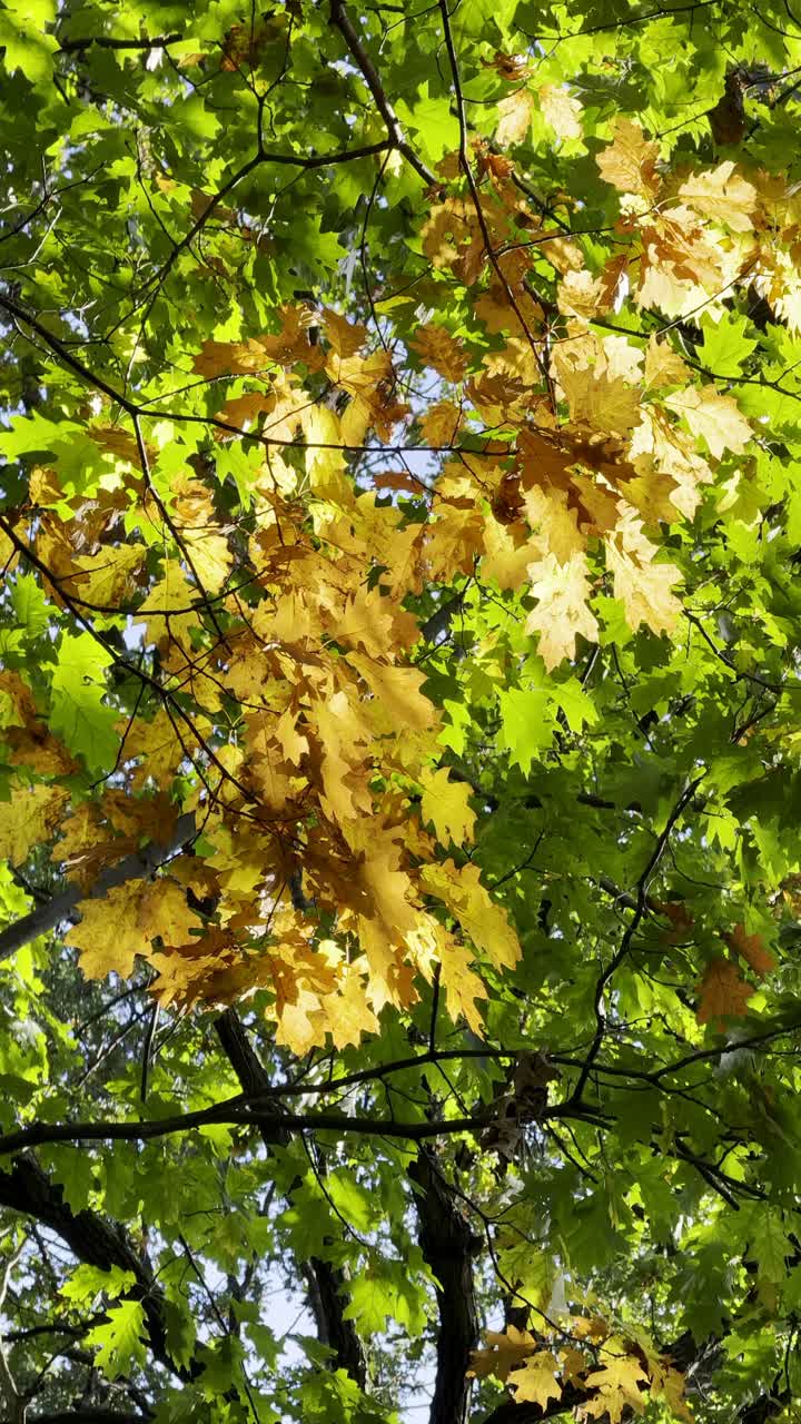 Oak tree in autumn with green and yellow leaves, vertical video