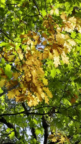 oak tree in autumn with green and yellow leaves, vertical video