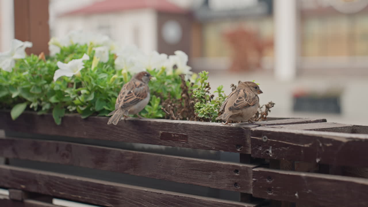 spurve på en våd trækasse, sløret butiksfacade i baggrunden, hvide blomster og grønt løv, regndråber på træet, blød filmisk bokeh, rolig morgenstemning, lille brun