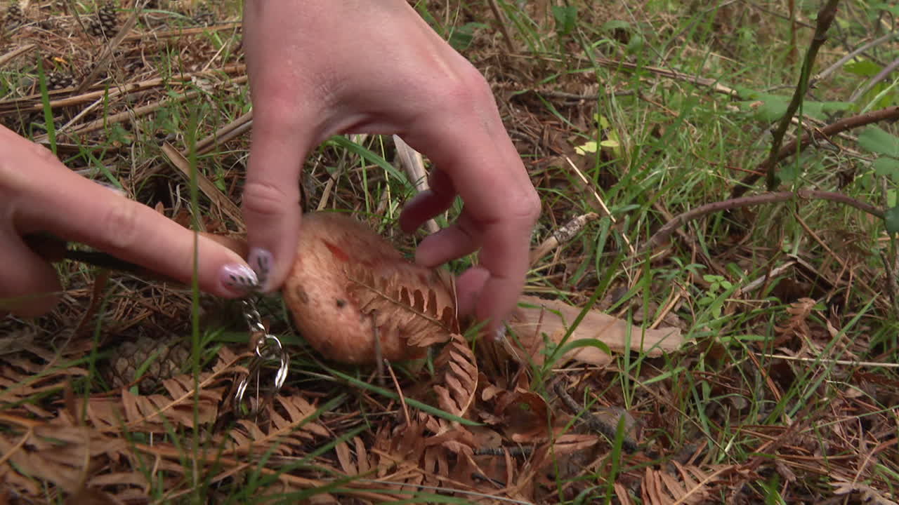 숲에서 버섯을 찾는 것