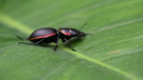 close up footage capturing a large ground beetle, mouhotia batesi on a diagonal line, wriggling on a green leaf and turn around and slowly walk out of the frame