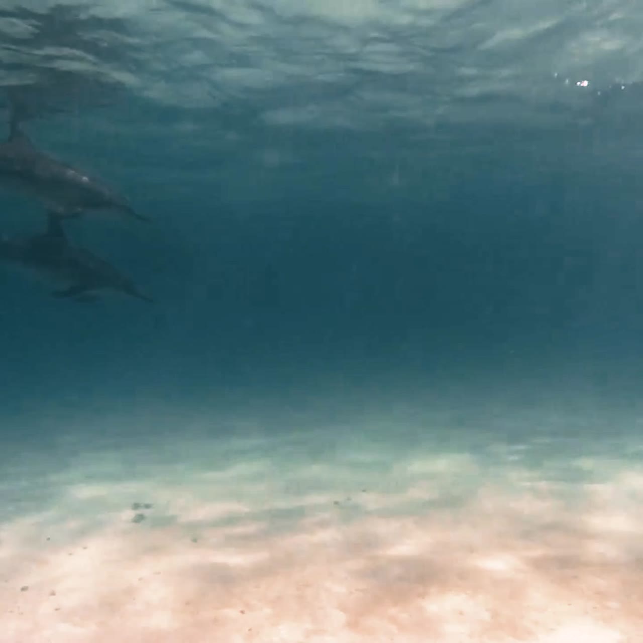 delfines giradores nadando en aguas poco profundas cerca de las islas hawaianas 2019