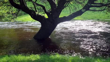 Submerged-trees-under-flooded-fast-flowing-riverbank-in-rural-grassland-meadow,-England