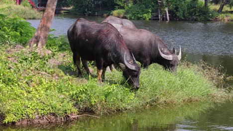 buffaloes feeding on grass near water